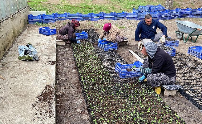 Burdur Belediyesi Bitkilerini Kendi Serasında Üretiyor