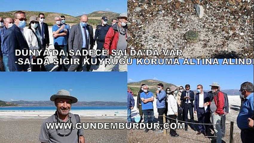 DÜNYADA SADECE SALDA’DA VAR. SALDA SIĞIR KUYRUĞU KORUMA ALTINA ALINDI