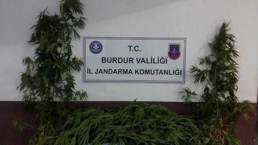 Jandarma Ekipleri Bucak'ta Kenevir Ele Geçirdi Ormanlık Alana Ekmiş