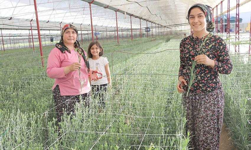 Deneme amaçlı üretilen karanfil çiftçinin yüzünü güldürdü