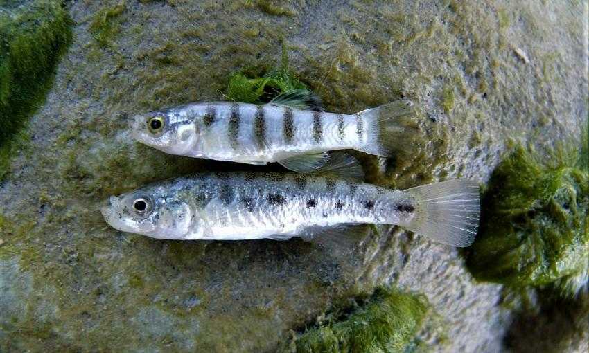 MAKÜ, sadece Burdur Gölü’nde yaşayan balığın gelecekteki popülasyonunu araştırdı