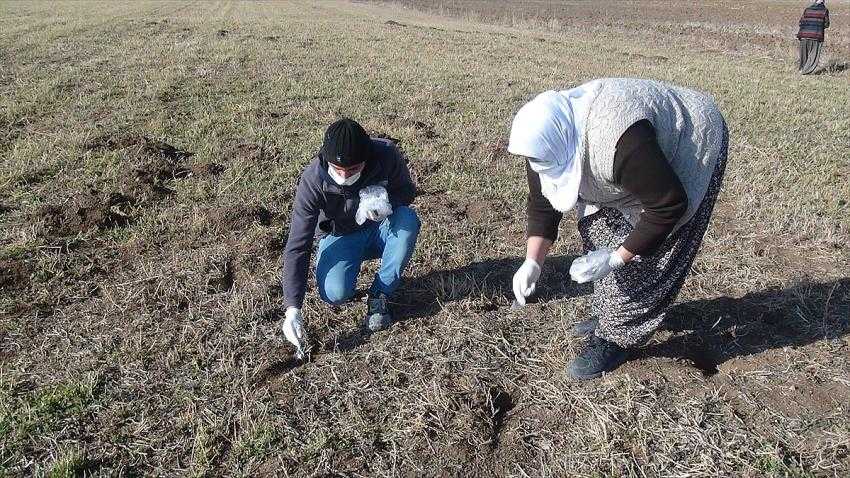 Tarım alanlarını istila eden farelerle “zehirli buğdaylı” mücadele