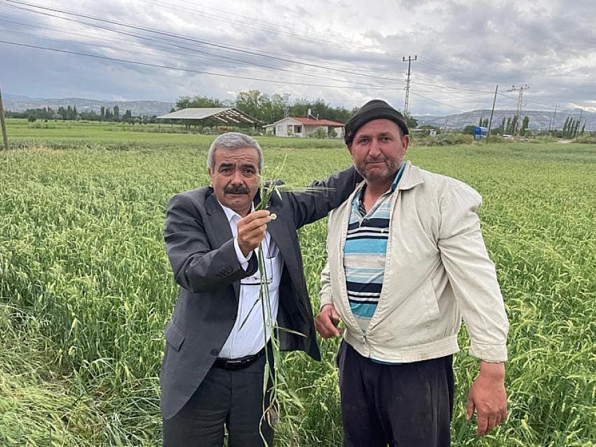 Burdur'da dolu yağışı tarlalara zarar verdi