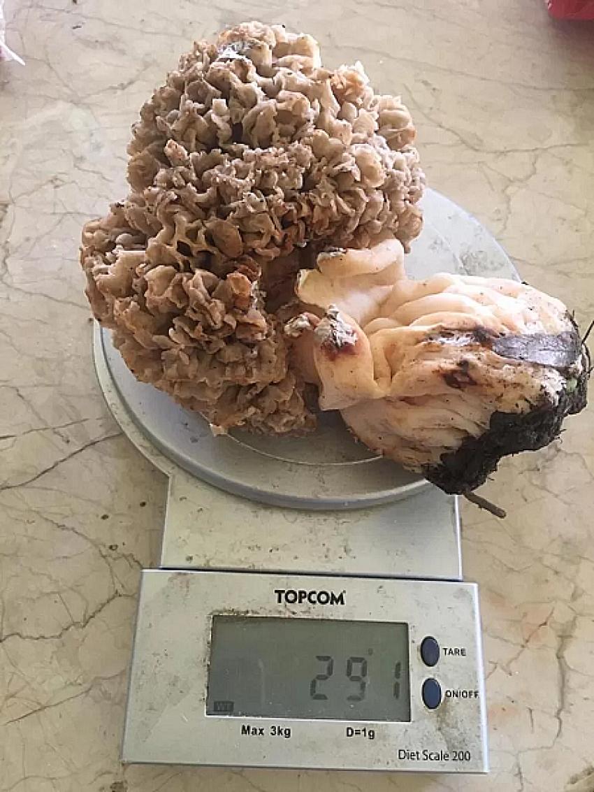 Şimdilik Rekor O’nda! İşte En Büyük Kuzugöbeği Mantarı…