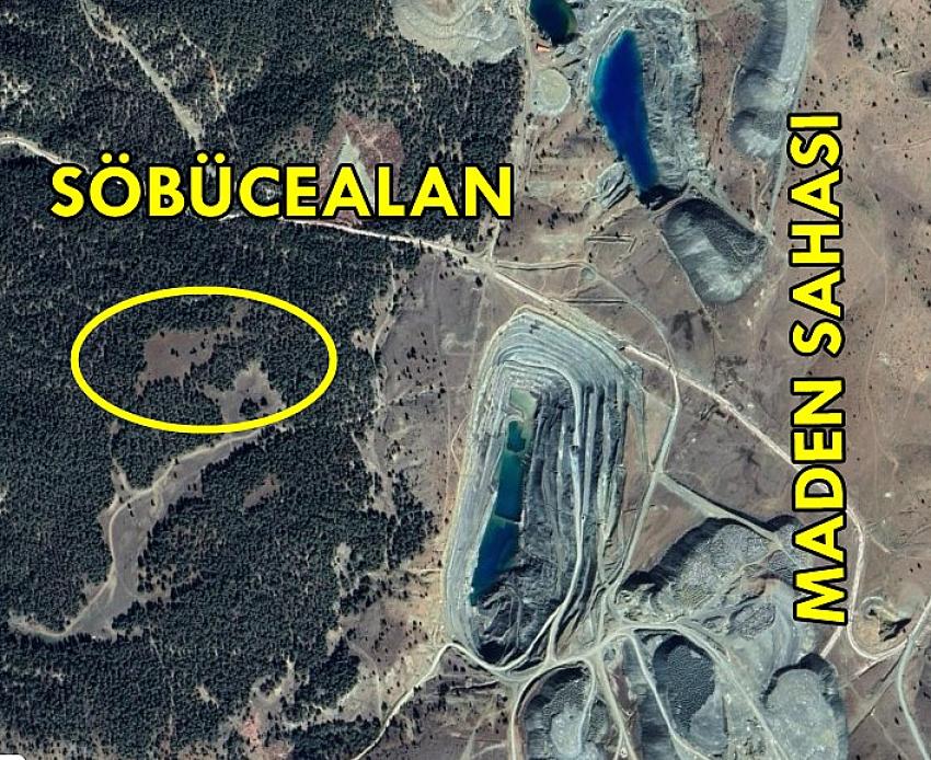 Söbüce Yaylası’nda ağaç katliamına karşı doğa nöbeti