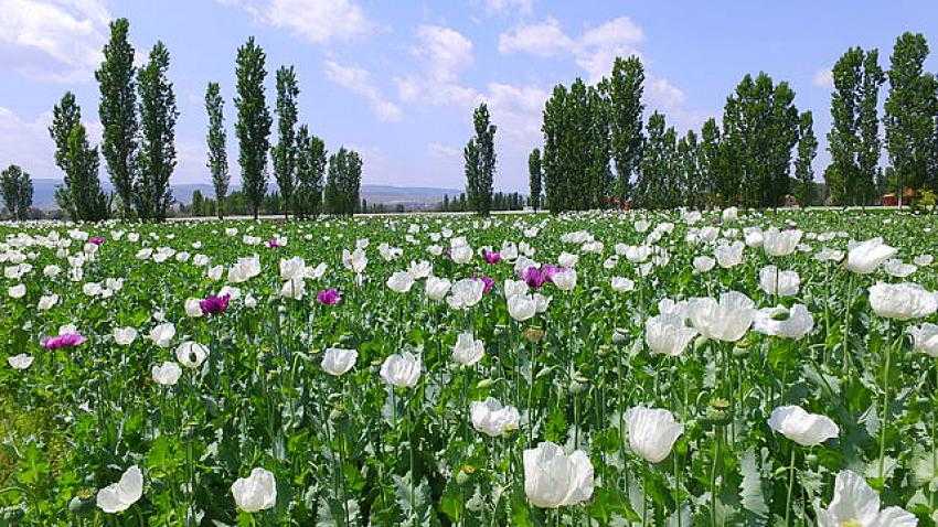 Haşhaş tarlalarının görsel şöleni