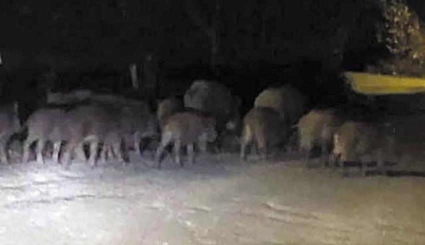 Burdur'da Köyü Domuzlar Bastı