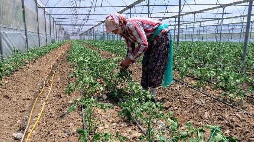 YAYLA SERACILIĞINDA TÜRKİYE BİRİNCİSİYİZ