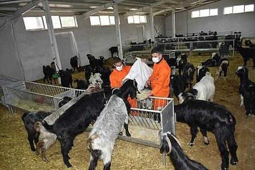Honamlı Keçi Projesi İlk Meyvesini Verdi