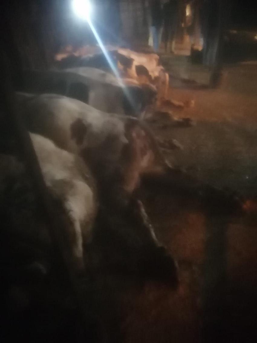 Burdur’da Elektrik Kaçağı Faciası: 14 Büyükbaş Hayvan Telef Oldu