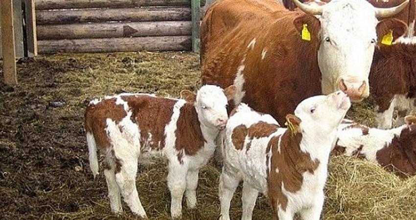 BUZAĞI DESTEK ÖDEMELERİ BAŞLIYOR