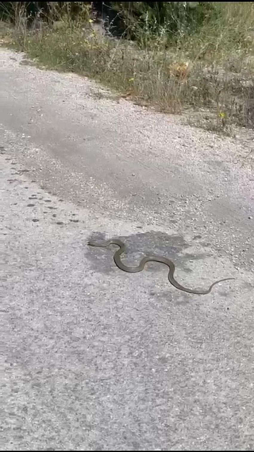 Burdur’da Ayakkabılıktan Yılan Çıktı!
