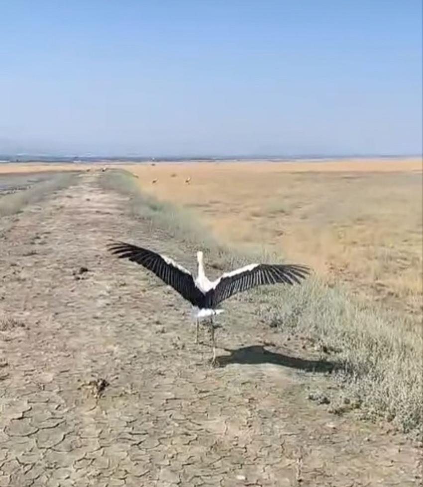 Yuvadan Düşen Leylek, Tedavisinin Ardından Burdur Gölü'ne Bırakıldı