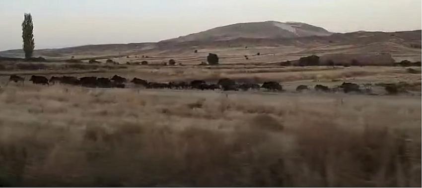 Burdur-Kemer Yolundaki Kalabalık Domuz Sürüsü Şaşırttı