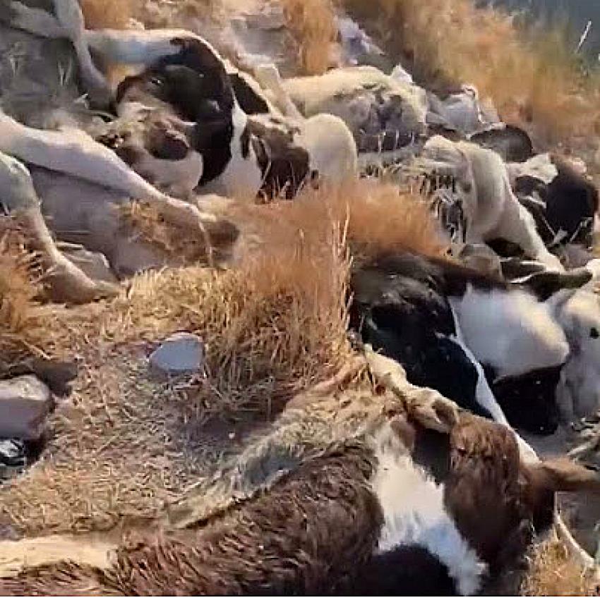 Burdur'da Çöplük Bölgesine Atılan Buzağı Ölüleri Tepki Çekti