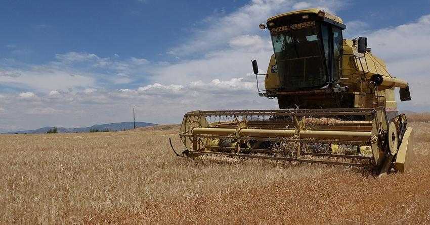 BURDUR’DA ARPA HASADI SANCILI BAŞLADI