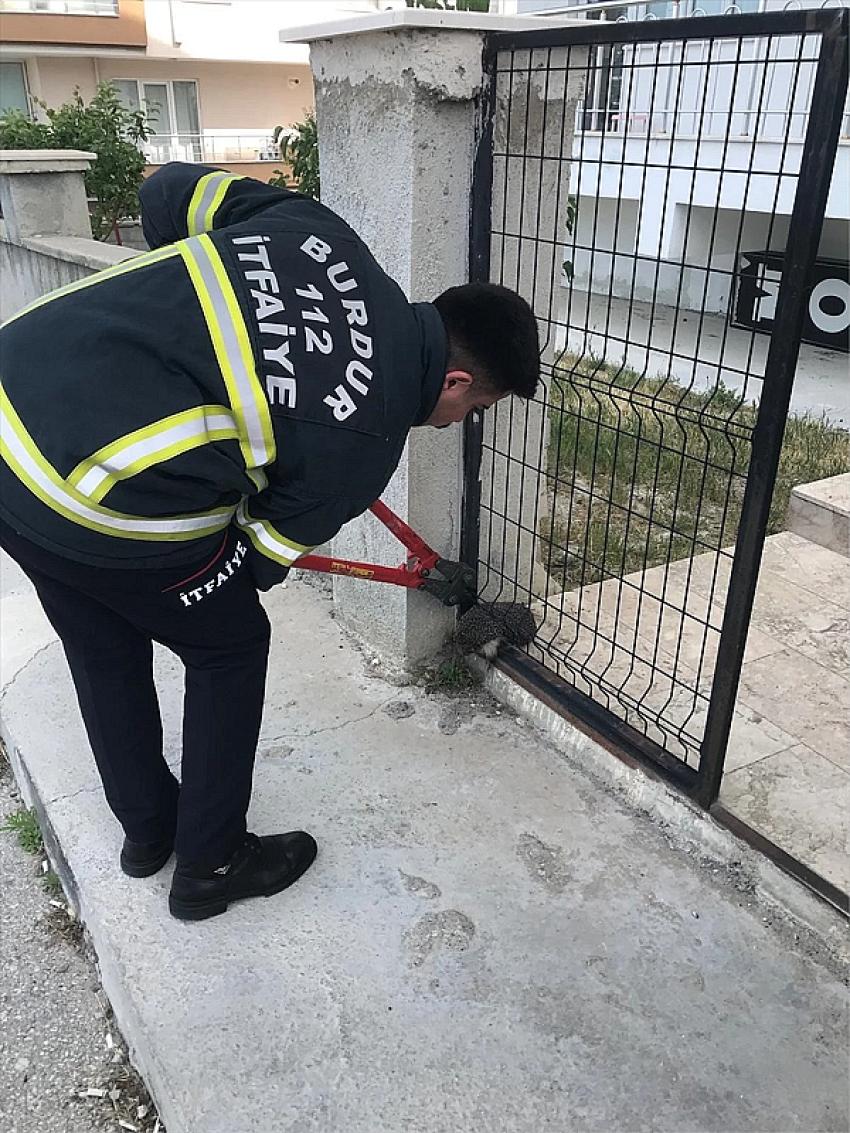 Burdur'da sıkışan kirpinin yardımına itfaiye ekipleri koştu