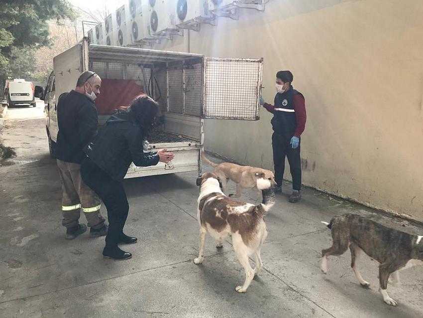 Burdur'da Sokak Hayvanları Alındıkları Ortamla Buluşturuluyor