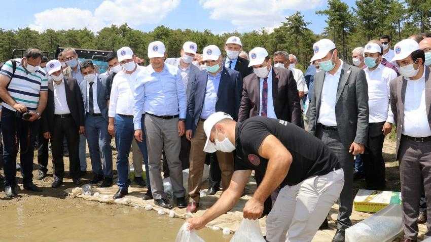 Aziziye Göletine 10 bin sazan balığı bırakıldı