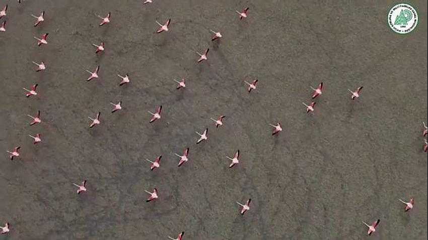 Yeşilova İlçesinde Bulunan Yarışlı Gölü’nde Konaklayan Flamingolar İlk Kez Böyle Görüntülendi