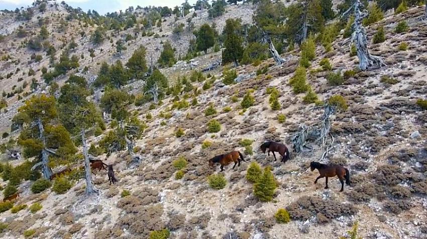 YILKI ATLARI BURDUR’DA İLK KEZ BÖYLE GÖRÜNTÜLENDİ