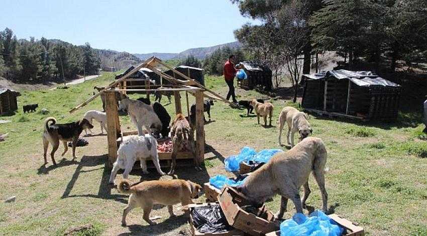 Burdur'da Barınağa araçla giriş yasaklandı