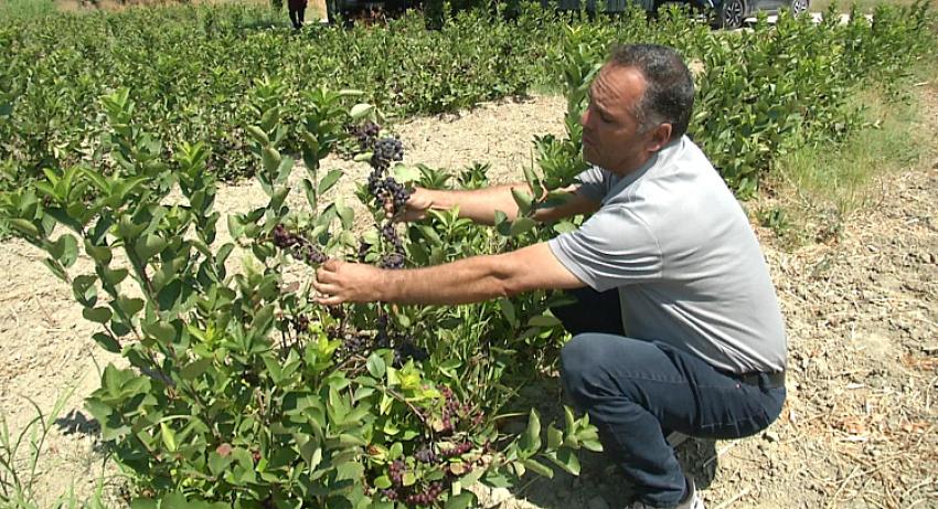 Süper Meyve Burdur Topraklarında Yetişiyor