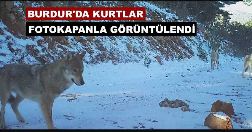 BURDUR’DA KURTLAR FOTOKAPANLA GÖRÜNTÜLENDİ