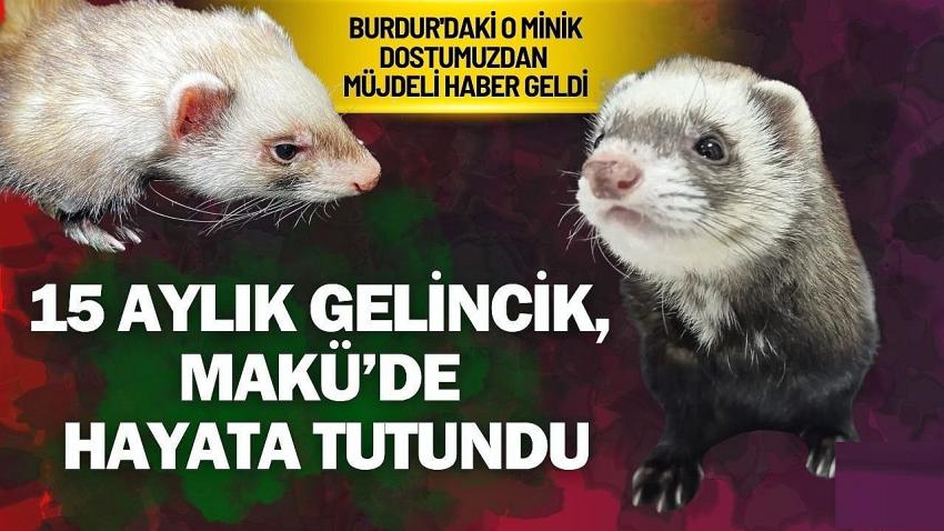 15 Aylık Gelincik, MAKÜ’de Hayata Tutundu