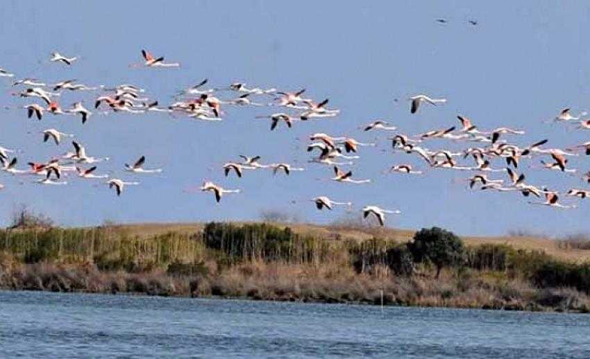 DÜNYA GÖÇMEN KUŞLAR GÜNÜ KUŞ GÖZLEMİNDE BURDUR VE ANTALYA İLK 10’DA