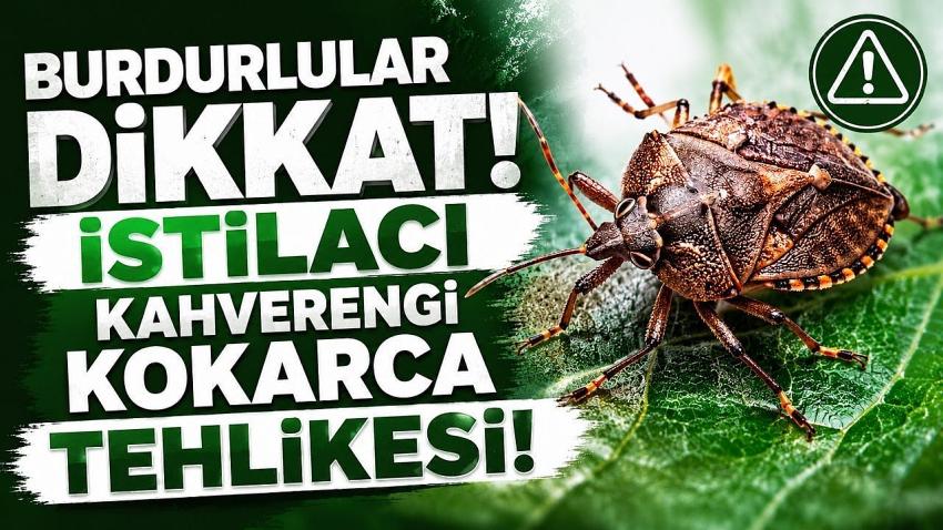 Burdurlular Dikkat! İstilacı Kahverengi Kokarcaya Karşı Mücadele Çağrısı