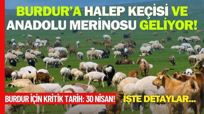 Burdur’a Halep Keçisi ve Anadolu Merinosu Geliyor!