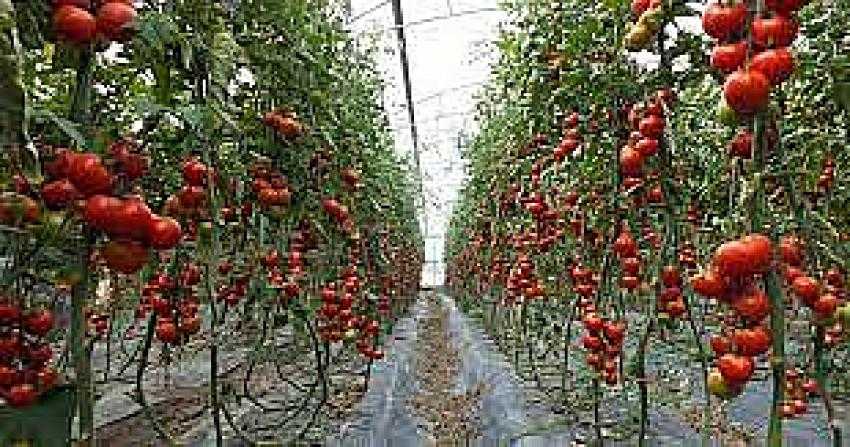 Yayla Seracılığında Burdur Türkiye 1'incisi