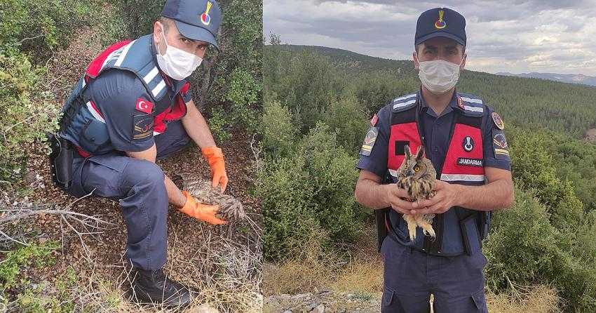 JANDARMA EKİPLERİ YARALI BAYKUŞ’U KURTARDI