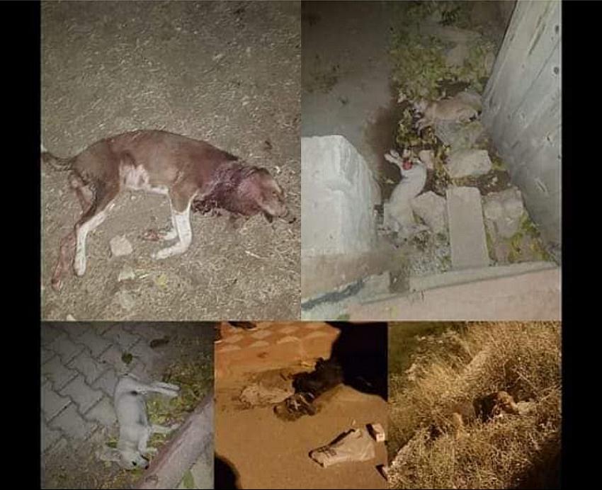 Karamanlı'da Hayvan Katliamı