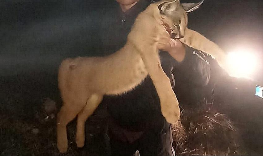 Burdur’da Karakulak Katliamı: Avcıya 611 Bin Lira Ceza!