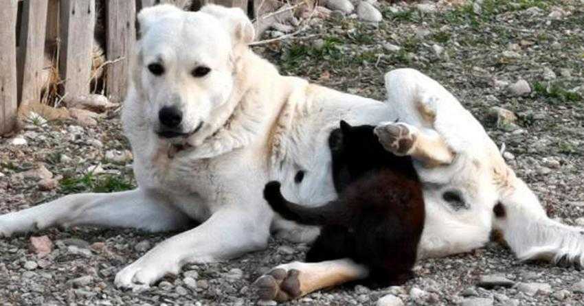 MINCIK, 8 AYLIK CİNIVIR’A ANNELİK EDİYOR