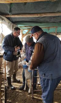 Burdur’da Küçükbaş Hayvanlar Aşılanıyor