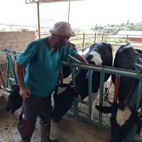 Burdur'da Şap Aşılama Dönemi Başladı