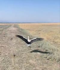 Yuvadan Düşen Leylek, Tedavisinin Ardından Burdur Gölü'ne Bırakıldı