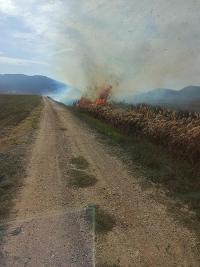Burdur'da Sazlık Alev Aldı: İtfaiye Hızla Müdahale Etti