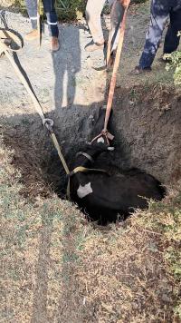 Burdur'da Kuyuya Düşen İnek, 2 Saatte Kurtarıldı