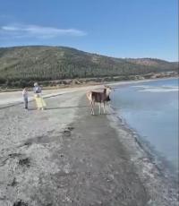 Salda Gölü'nün maskot geyiği, vatandaşlarla keyifli anlar yaşadı