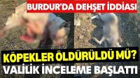 Burdur'da Köpeklerin Silahla Öldürüldüğü İddiası: Valilik İnceleme Başlattı
