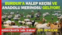 Burdur’a Halep Keçisi ve Anadolu Merinosu Geliyor!