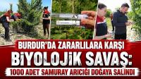 BURDUR’DA 1000 ADET SAMURAY ARICIĞI DOĞAYA SALINDI