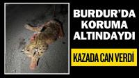 Burdur’da Koruma Altındaydı, Kazada Can Verdi