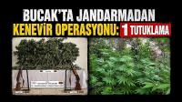 Burdur'da Jandarmadan Kenevir Operasyonu: 1 Tutuklama