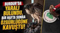 Burdur’da Yaralı Bulundu, Bir Hafta Sonra Özgürlüğüne Kavuştu!