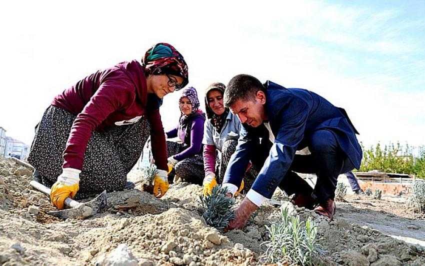 Şehir içinde LAVANTA Bahçesi